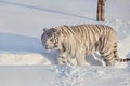 Big white bengal tiger on a morning walk. Panthera tigris tigris. Royalty Free Stock Photo