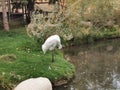 Big white Bird near pond in a zoo Royalty Free Stock Photo
