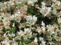 Huge white blooming rhododendron bush or tree in spring Royalty Free Stock Photo