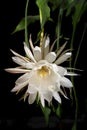 Big white blossom queen of the night Epiphyllum oxypetalum Cactus plant, Front view, night blooming, with charming, bewitchingly