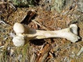 BÃÂ±g bone from elk in the forest