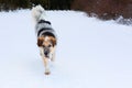 Big dog running, snow winter background