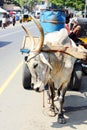 Big white bull on the street of Chennai, India