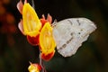 Big white butterfly on the yellow red liana flower bloom in tropic jungle forest. Morpho polyphemus, the white morpho, white
