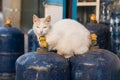 Big white cat Royalty Free Stock Photo