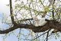 Big white cat sitting on a tree Royalty Free Stock Photo