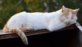 Big white cat sleep Royalty Free Stock Photo