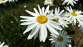 Big white chamomile in the garden close-up