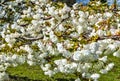 Big White Cherry Blossoms Macro Royalty Free Stock Photo