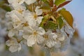 Big white cherry plum blossoms - Prunus cerasifera