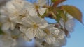 Big white cherry plum blossoms - Prunus cerasifera