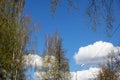 Big white cloud in blue sky and tree branch Royalty Free Stock Photo