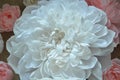 Big white corrugated paper peony