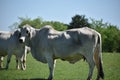 Big White Cow Close Up Royalty Free Stock Photo