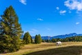 Big white cow graze on grassy hills