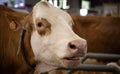 Big white cow at Paris International Agricultural Show.