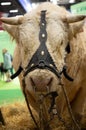 Big white cow at Paris International Agricultural Show.