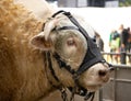 Big white cow at Paris International Agricultural Show.