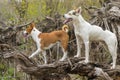 Big white cross-breed of hunting and northern dog escorting Basenji one while walking together on a root of fallen tree Royalty Free Stock Photo