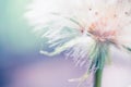 Big white dandelion close up in a summer forest. Abstract nature background Royalty Free Stock Photo