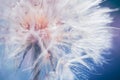 Big white dandelion in a forest at sunset. Macro image. Abstract summer nature background Royalty Free Stock Photo