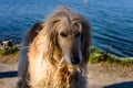 Big white dog of breed Afghan hound stands near the lake