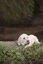 Big white dog breed Alabay Royalty Free Stock Photo