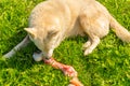 A big white dog eating a raw cow bone on the green grass in the garden close up taken