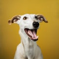 Cheerful Greyhound: Vibrant Studio Portraiture Of A Young White Dog