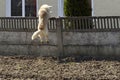 A dog jumping over the fence Royalty Free Stock Photo