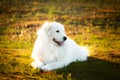 Big white dog lying on moss in the field at sunset. Cute maremma sheepdog. Cane da pastore Maremmano-Abruzzese