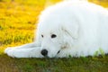 Big white dog lying on moss in the field at sunset. Sad maremma sheepdog. Cane da pastore Maremmano-Abruzzese