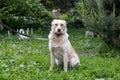 Big white dog sitting on the grass Royalty Free Stock Photo