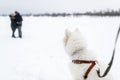 The big white dog watches the kissing couple in winter day Royalty Free Stock Photo