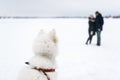 The big white dog watches the loving couple in winter day. Royalty Free Stock Photo