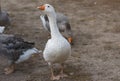 Big white domestic goose standing with warning look on the farm ground at autumnal season