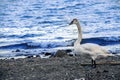 big white duck Royalty Free Stock Photo