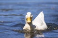 Big white duck enjoying the lake and the summer sun. Royalty Free Stock Photo