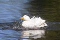Big white duck enjoying the lake and the summer sun. Royalty Free Stock Photo
