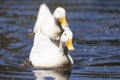 Big white duck enjoying the lake and the summer sun. Royalty Free Stock Photo