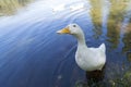 Big white duck enjoying the lake and the summer sun. Royalty Free Stock Photo