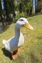 Big white duck enjoying the lake and the summer sun. Royalty Free Stock Photo