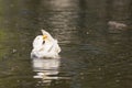 Big white duck enjoying the lake and the summer sun. Royalty Free Stock Photo