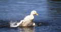 Big white duck enjoying the lake and the summer sun. Royalty Free Stock Photo