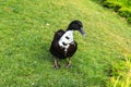 A big white duck, stands on a green lawn. Poultry on a farm. Waterfowl birds