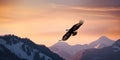 Big White Eagle soars in the sky against snowy Mountains Royalty Free Stock Photo