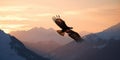 Big White Eagle Soars in the sky against sunset Royalty Free Stock Photo