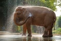 Big white elephant Asian species bathing It`s fun and playful