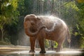 Big white elephant Asian species bathing It`s fun and playful