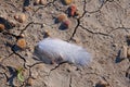 Big white feather with the drops of water lies on the ground. Close view Royalty Free Stock Photo